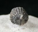 Bargain Enrolled Gerastos Trilobite Fossil #15410-1